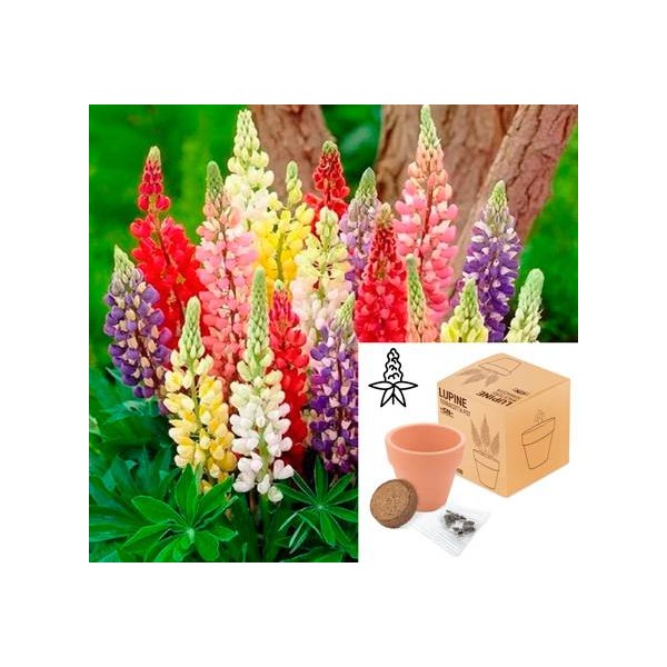 MACETA TERRACOTA CON SEMILLAS DE LUPINE